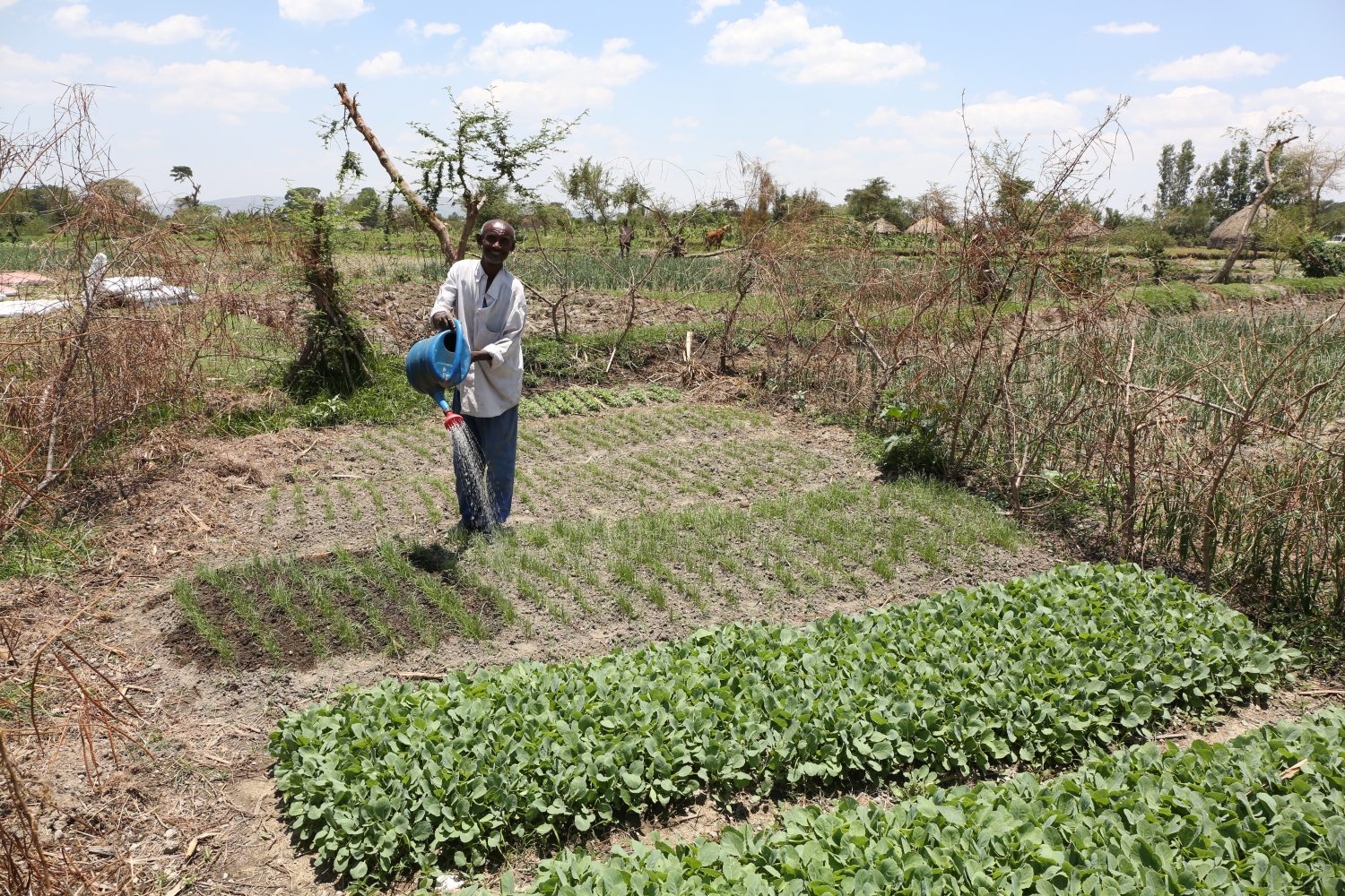 Sprinkhanenplaag Afrika
