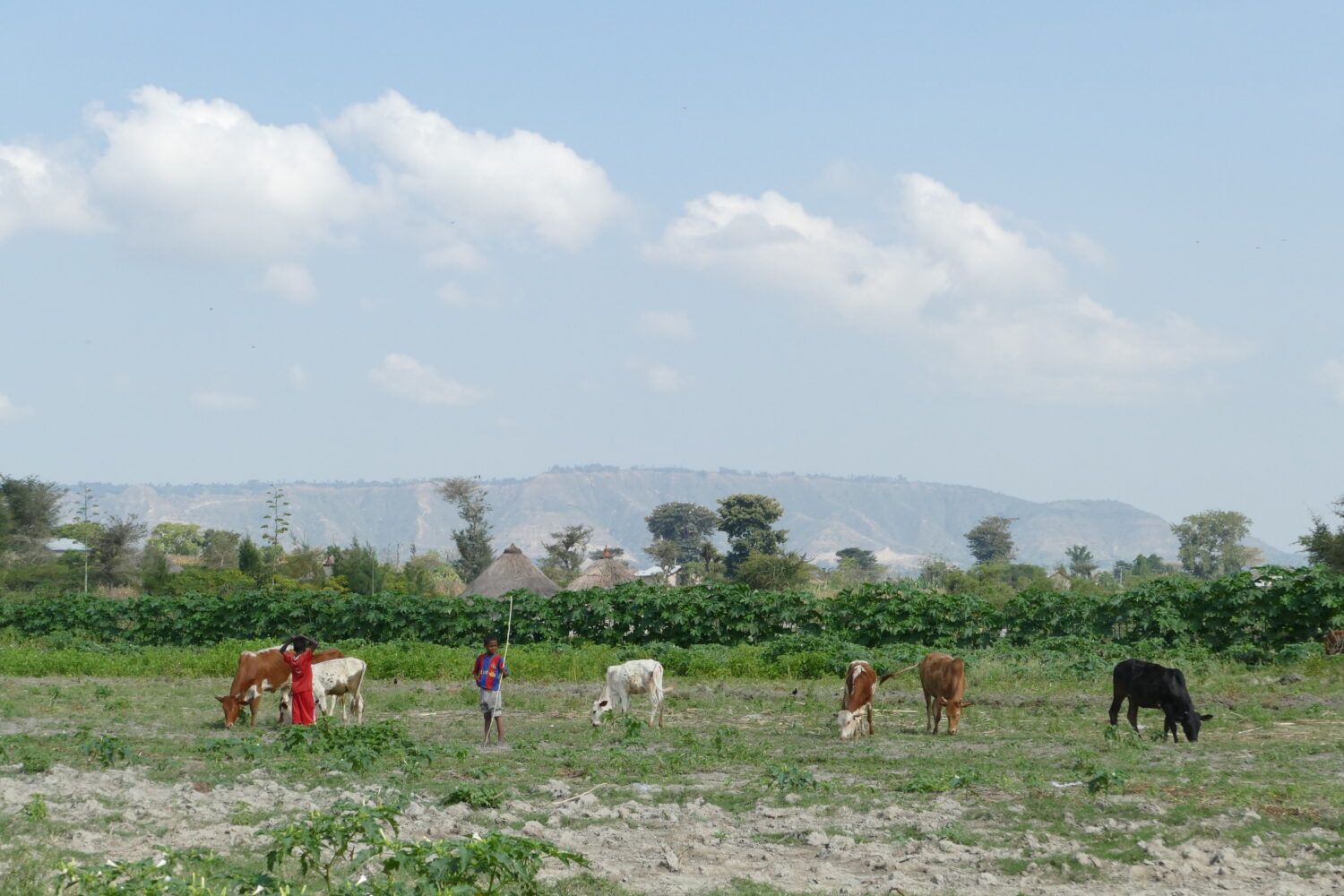 Ethiopië Covid-19 corona sprinkhanen