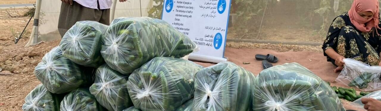 Bashar met zijn komkommeroogst