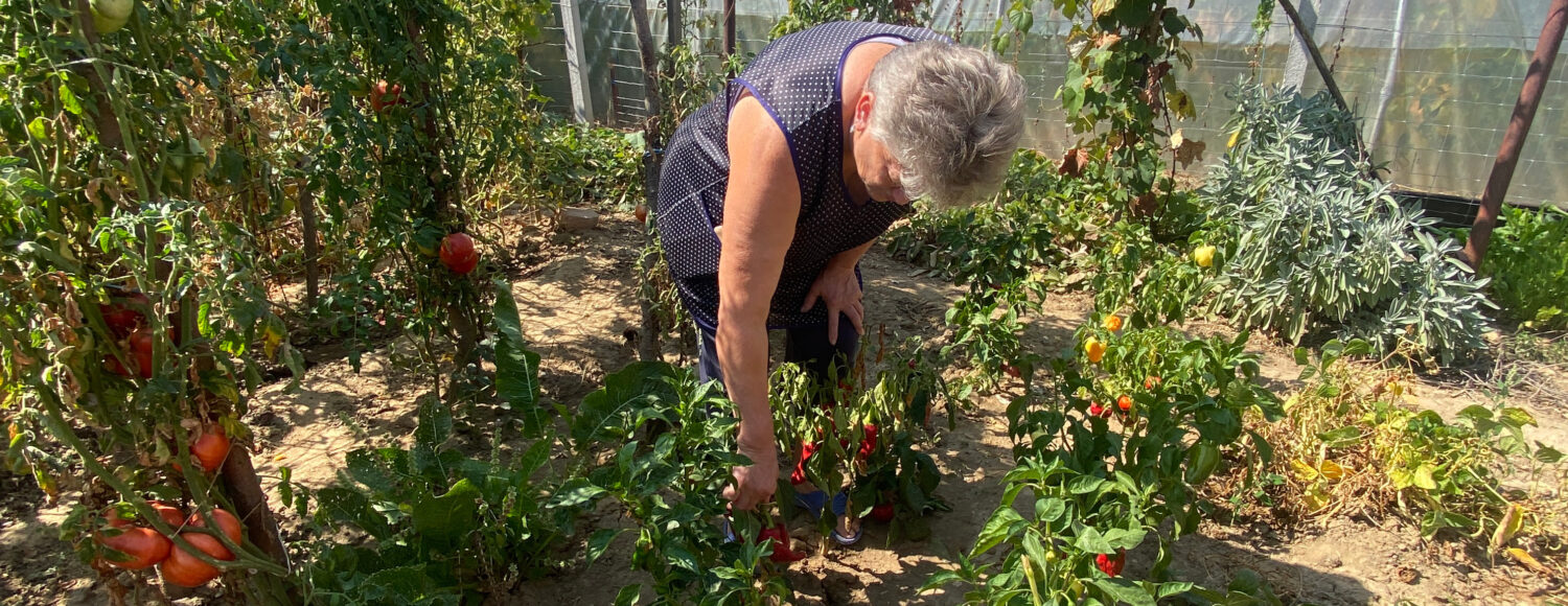 Elizabeta bukt om paprika's en tomaten te plukken.