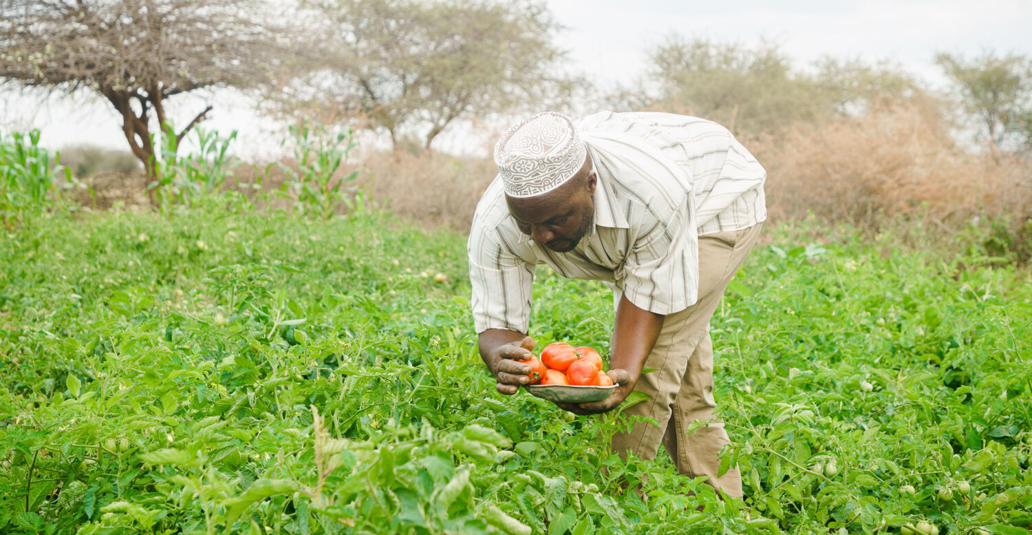 Voedsel oogsten Tanzania