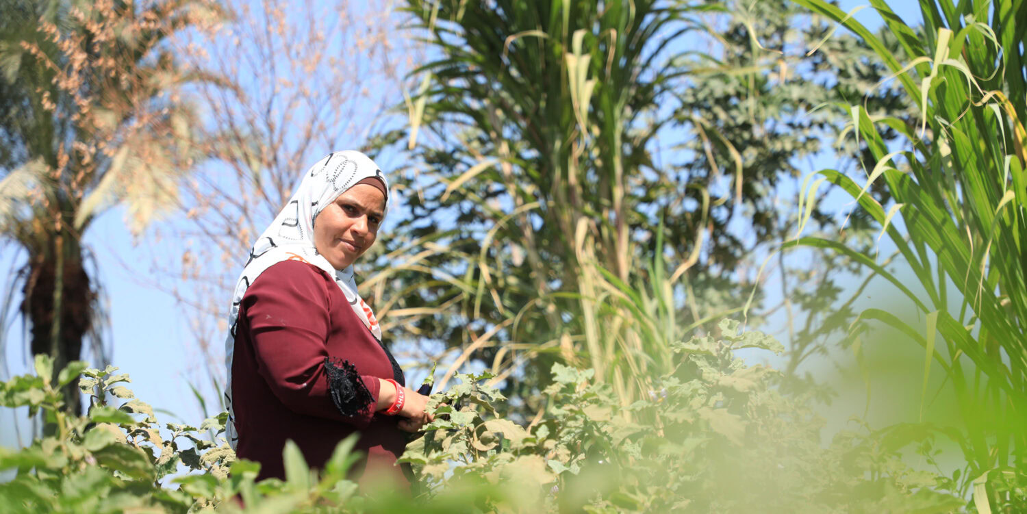 Vrouw onderzoekt gewassen op een veld met groenten en maïs onder een blauwe lucht in de omgeving van Dorcas.