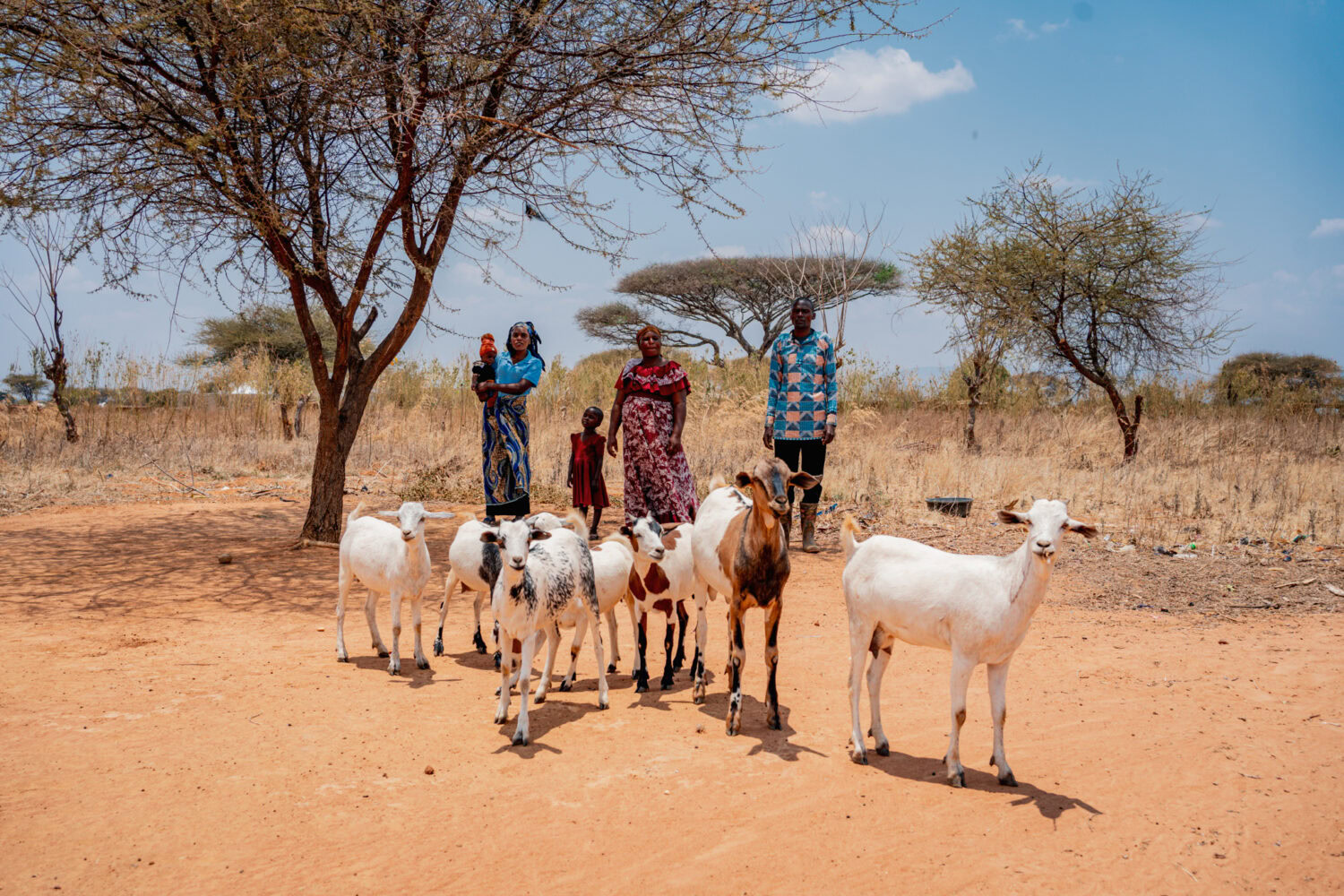 Gezin met geiten in dorpslandschap in Afrika, droge aarde, bomen en blauwe hemel